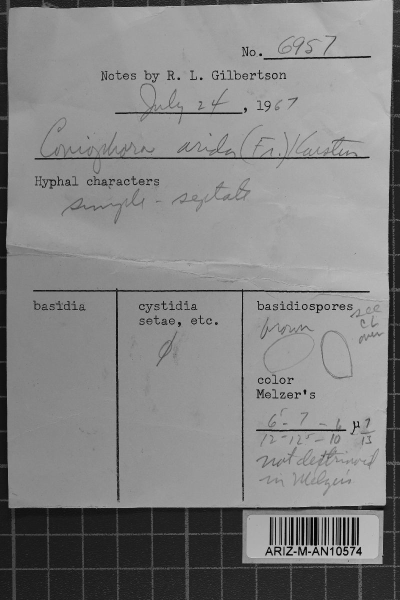Coniophora arida image
