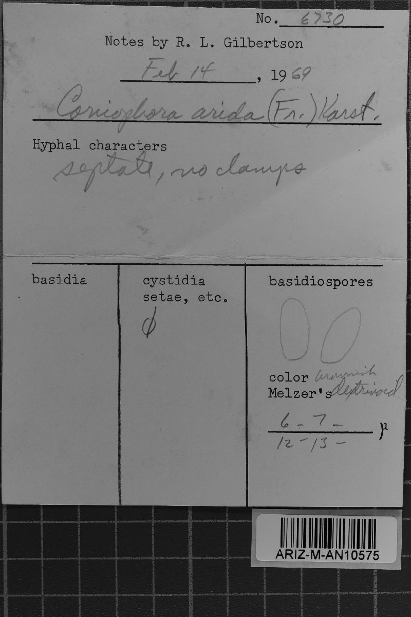 Coniophora arida image