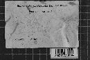 Coniophora arida image