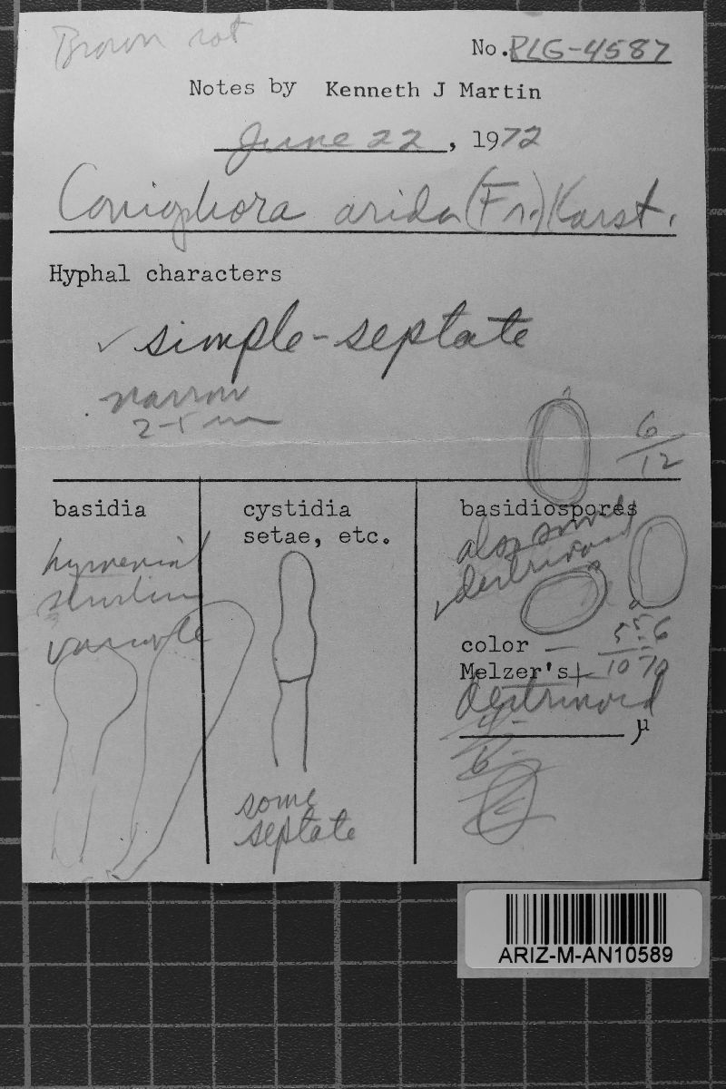 Coniophora arida image