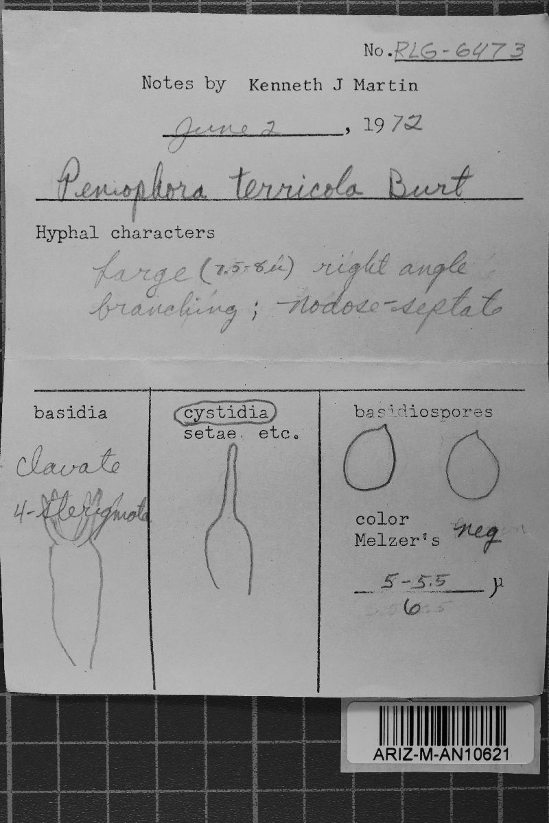 Conohypha albocremea image