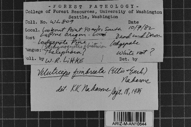 Veluticeps abietina image