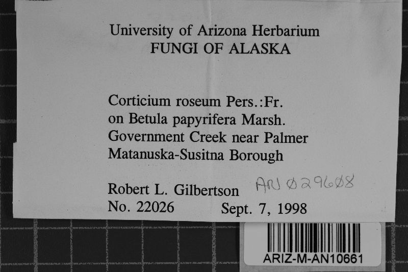 Corticium roseum image