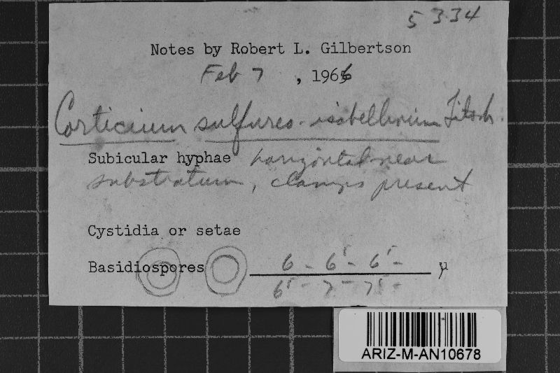 Cerocorticium sulfureoisabellinum image