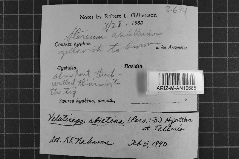 Veluticeps abietina image