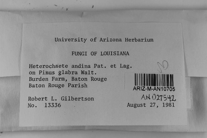 Heterochaete andina image