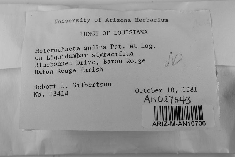 Heterochaete andina image