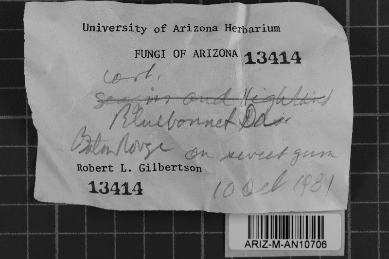 Heterochaete andina image