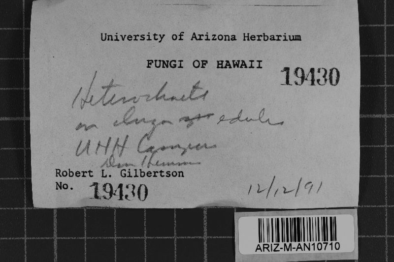 Heterochaete lividofusca image