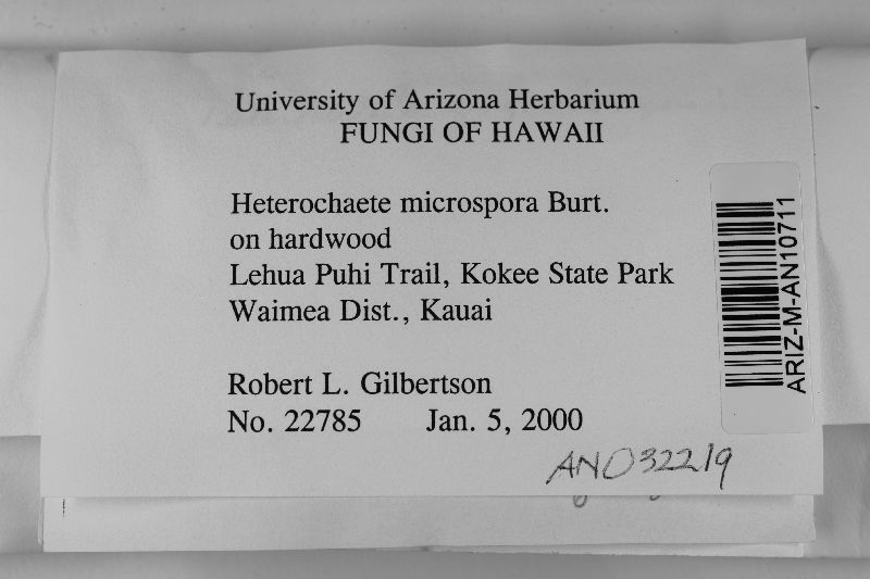 Heterochaete microspora image