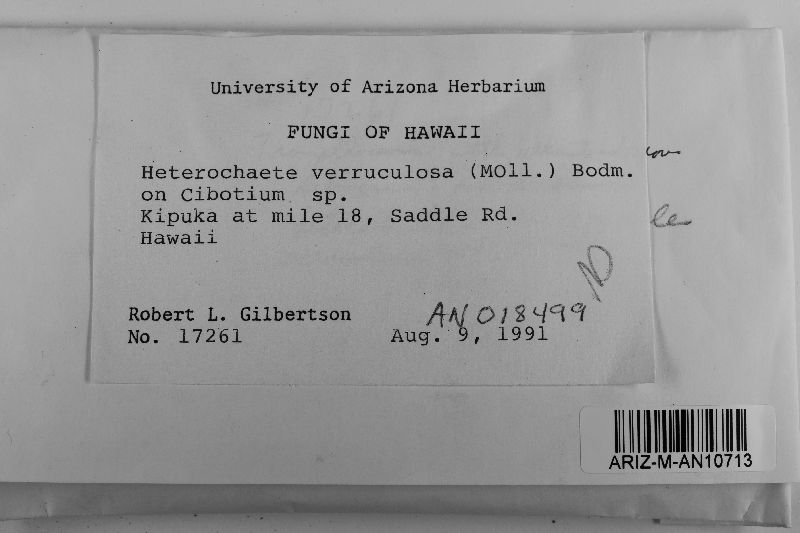 Heterochaete verruculosa image