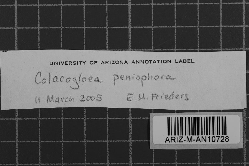 Colacogloea peniophorae image