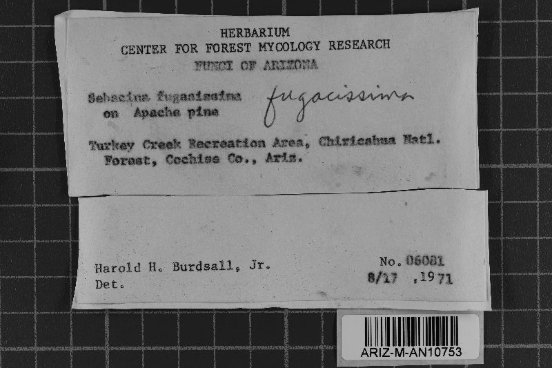 Microsebacina fugacissima image