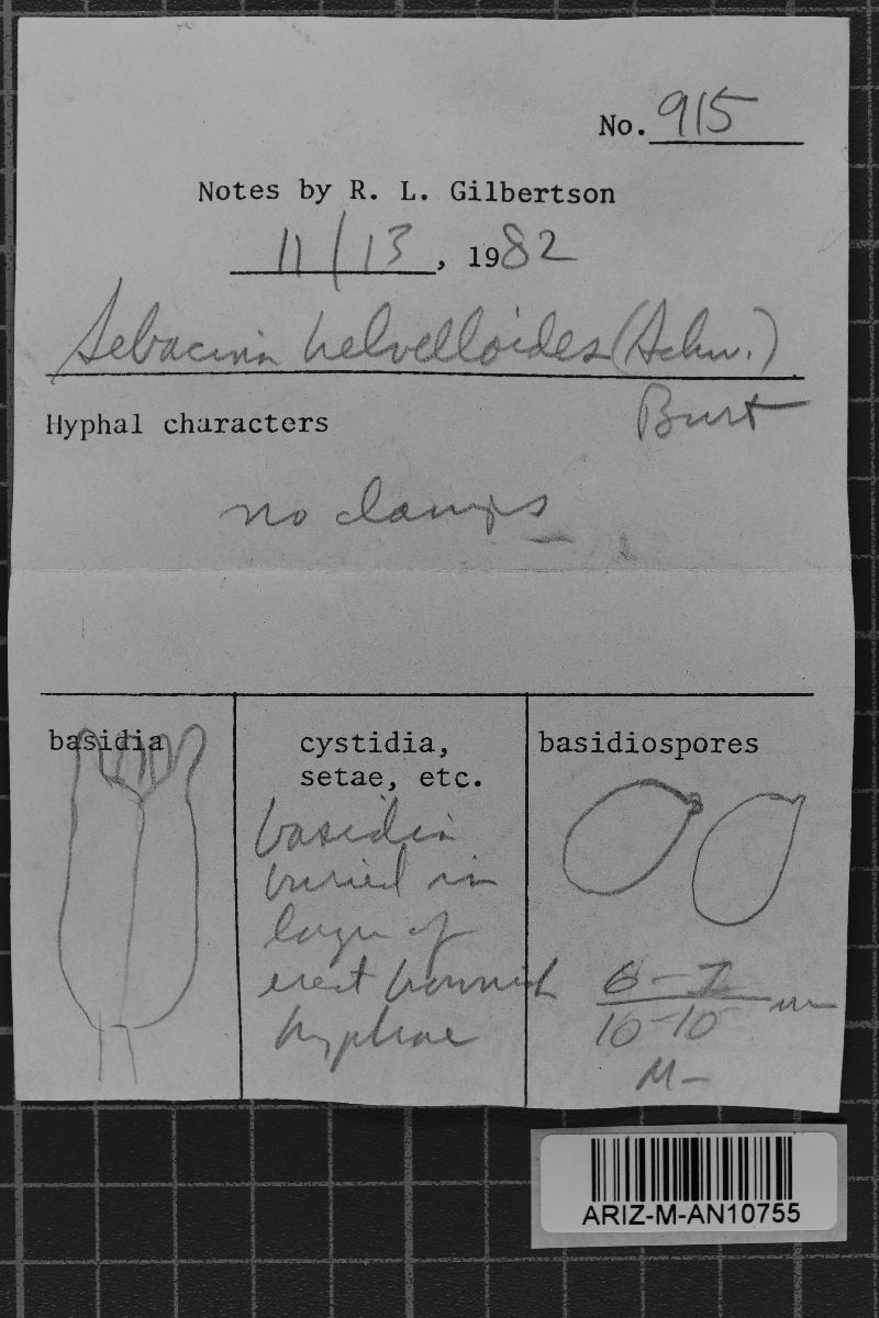 Helvellosebacina helvelloides image