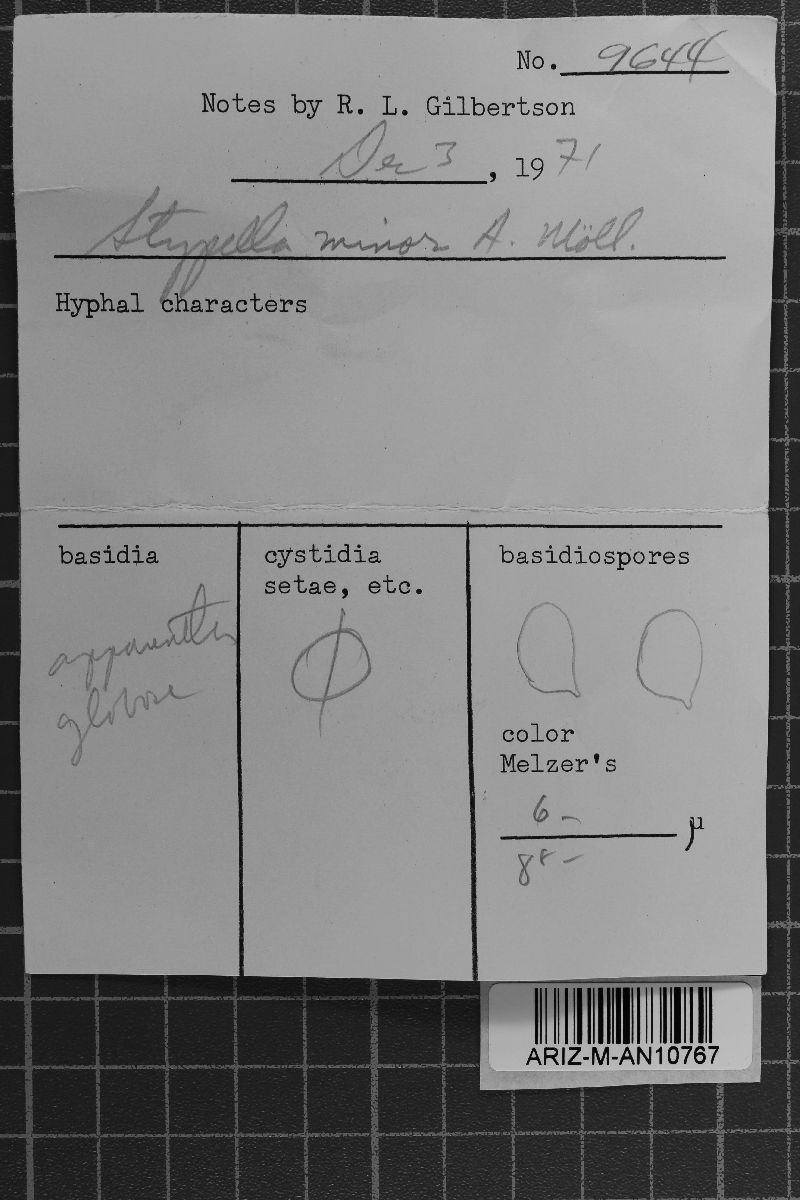 Stypella grilletii image