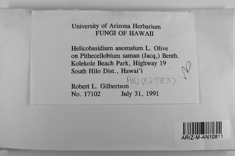 Helicobasidium anomalum image