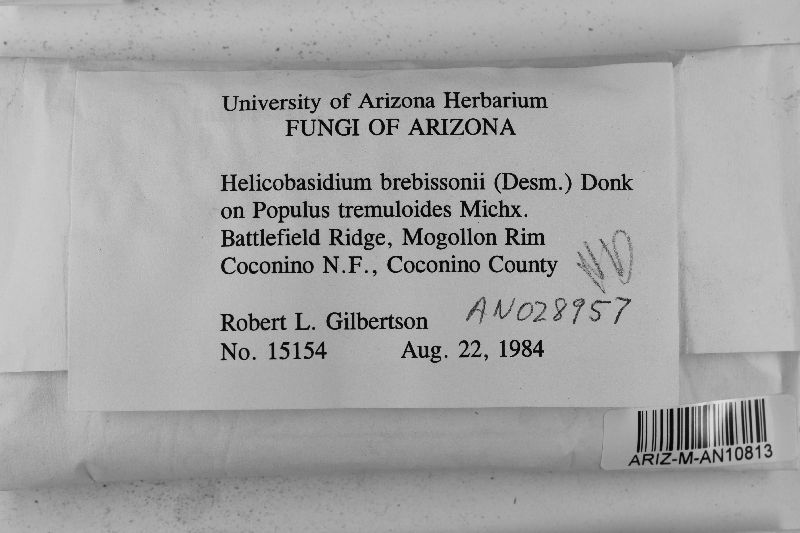 Helicobasidium image