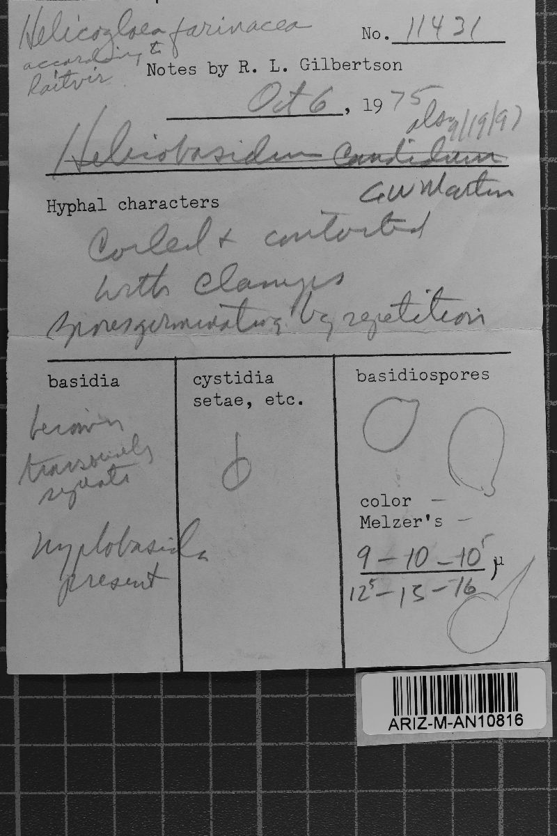 Helicobasidium candidum image