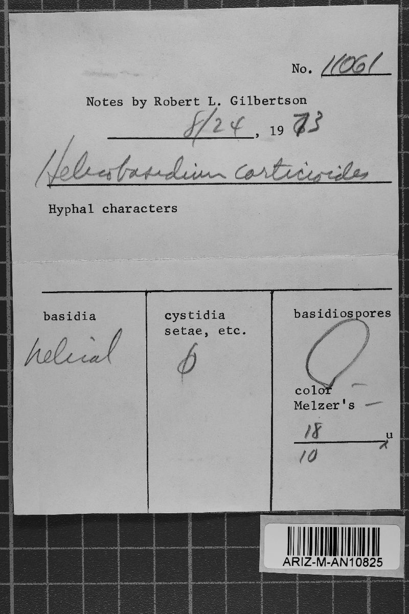 Helicobasidium image