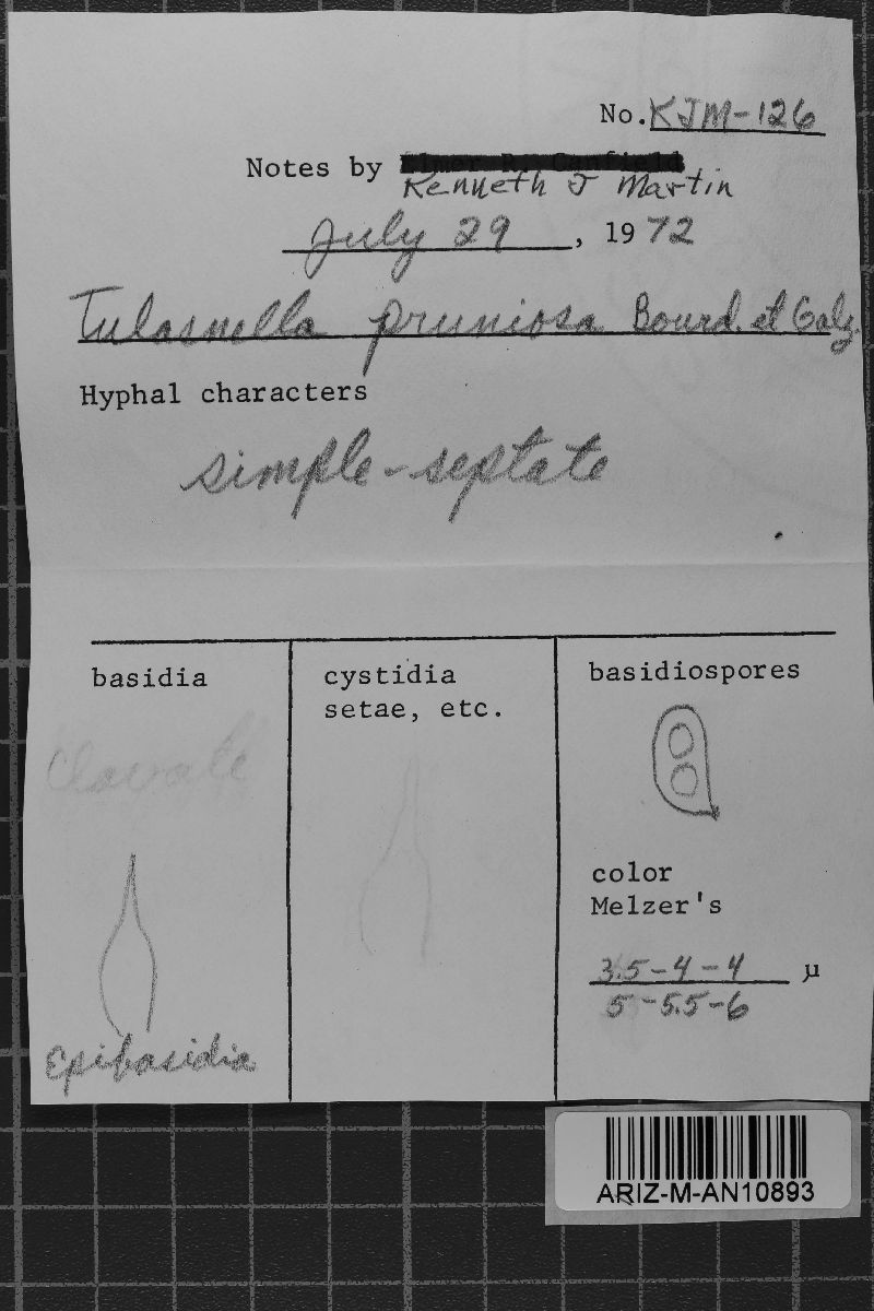 Tulasnellaceae image