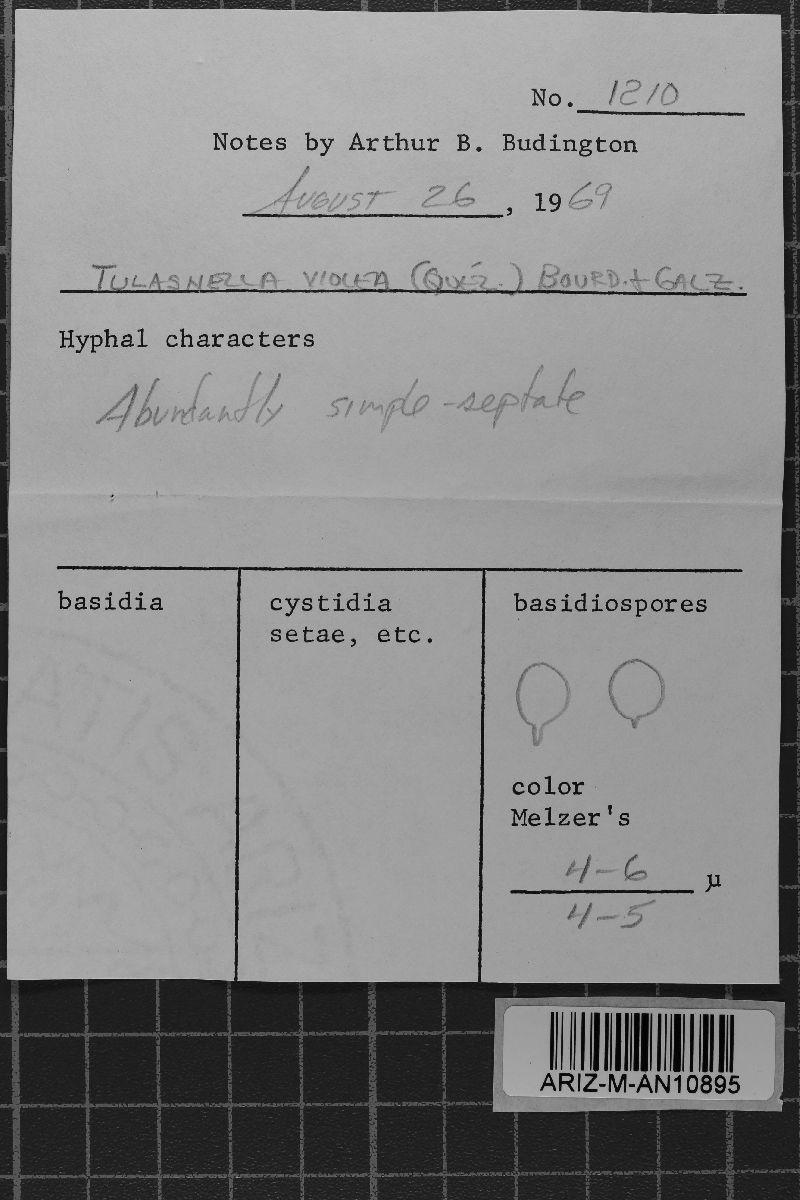 Tulasnella violea image