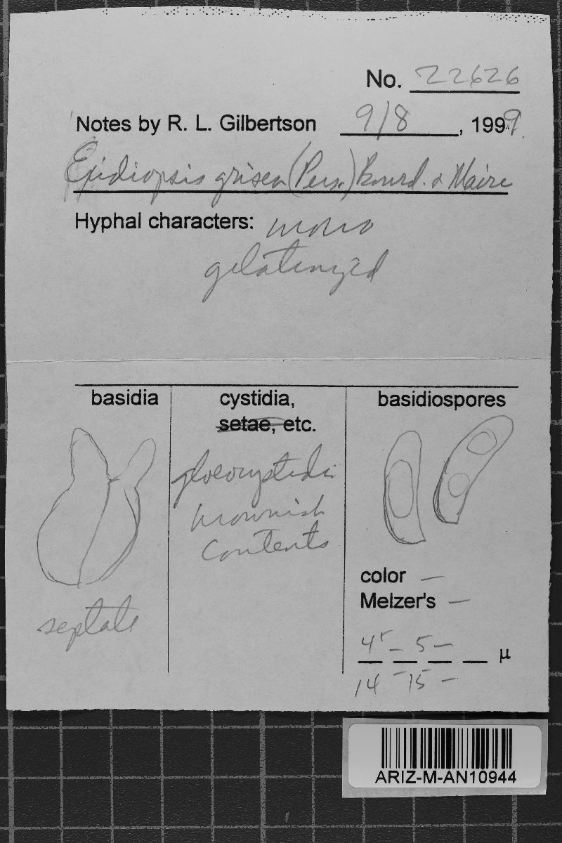 Sebacina grisea image