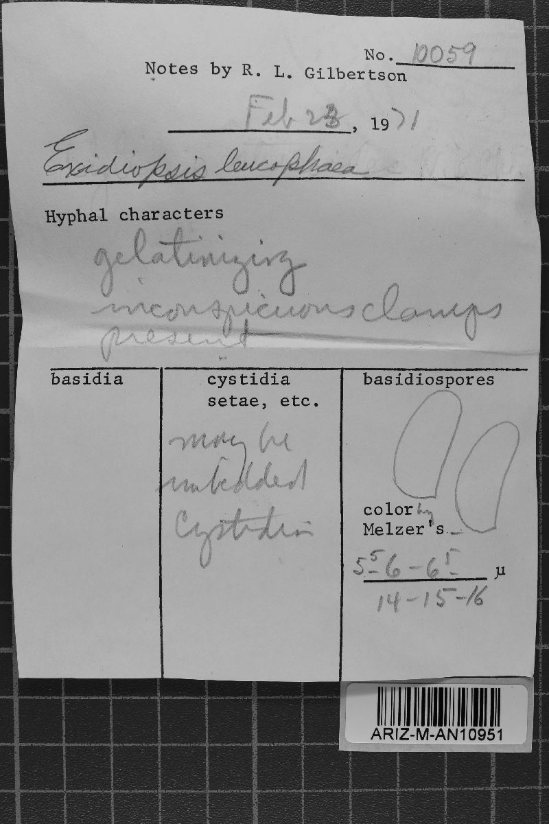 Exidiopsis leucophaea image