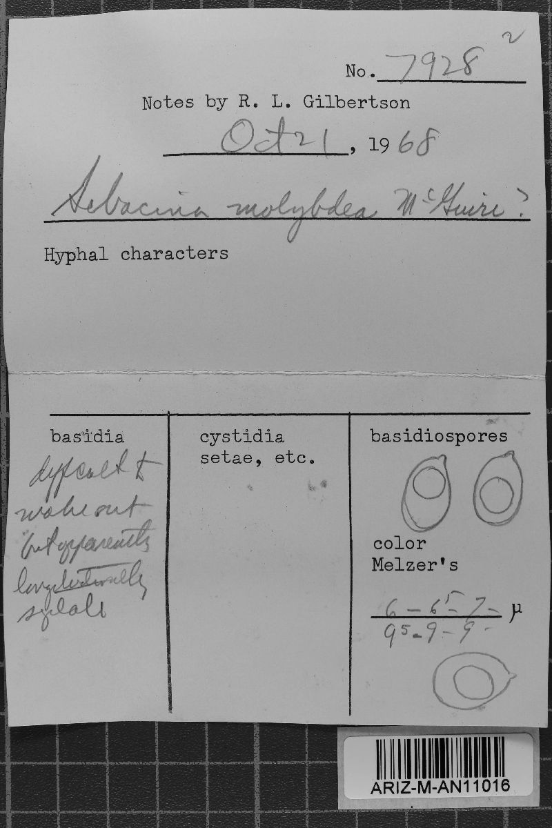 Exidiopsis molybdea image