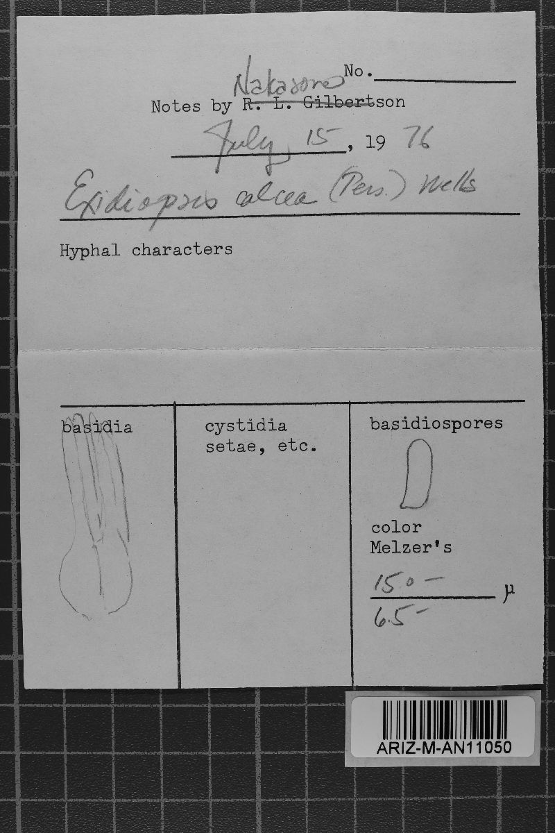 Exidiopsis calcea image