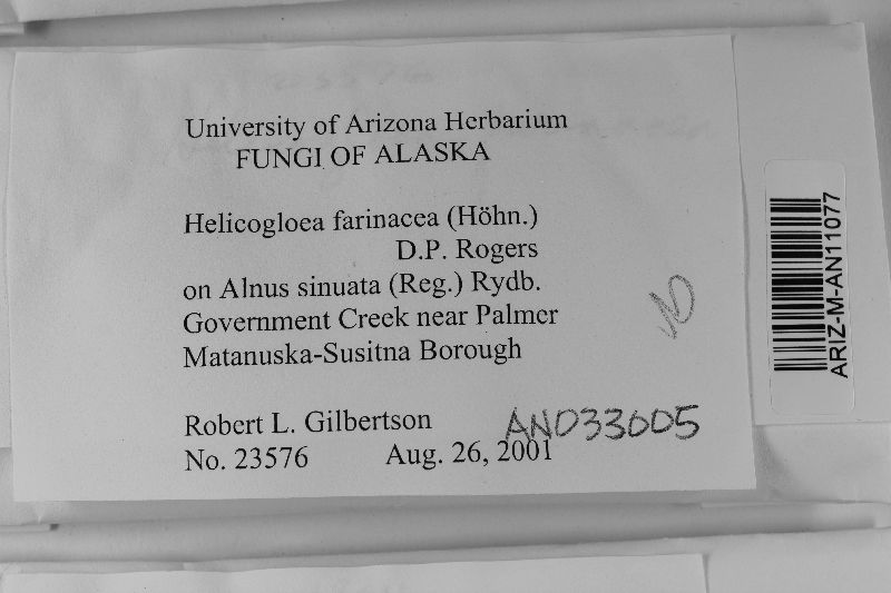 Helicogloea farinacea image