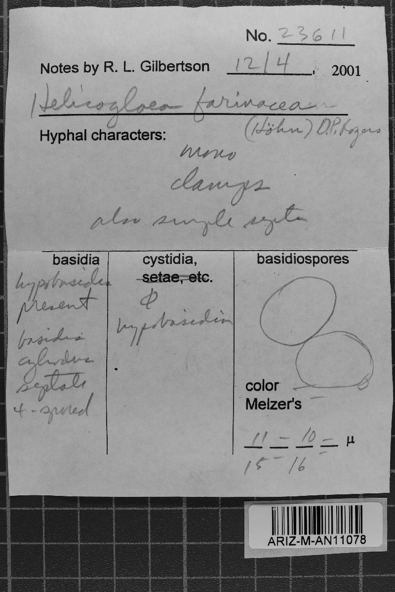 Helicogloea farinacea image