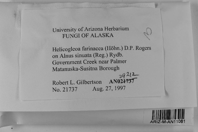 Helicogloea farinacea image