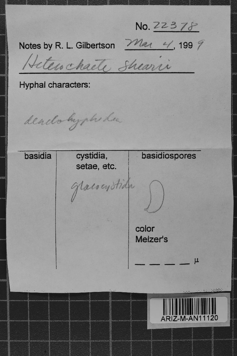 Heterochaete image
