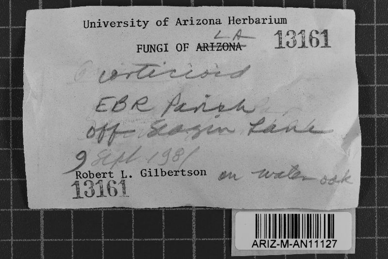 Heterochaete shearii image