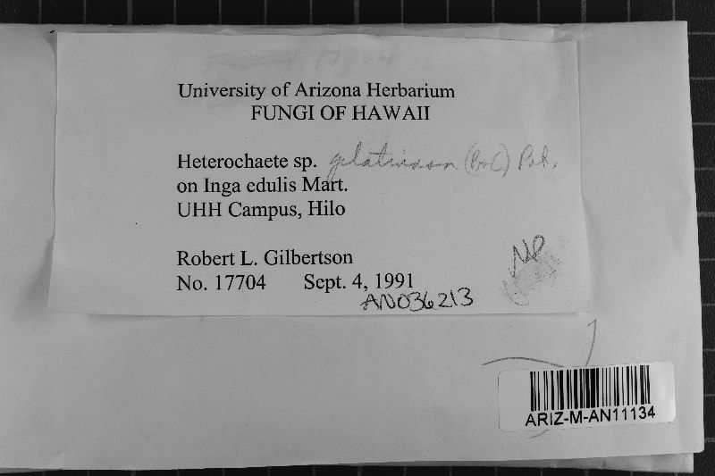 Heterochaete gelatinosa image