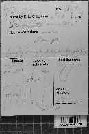 Heterochaete maculata image