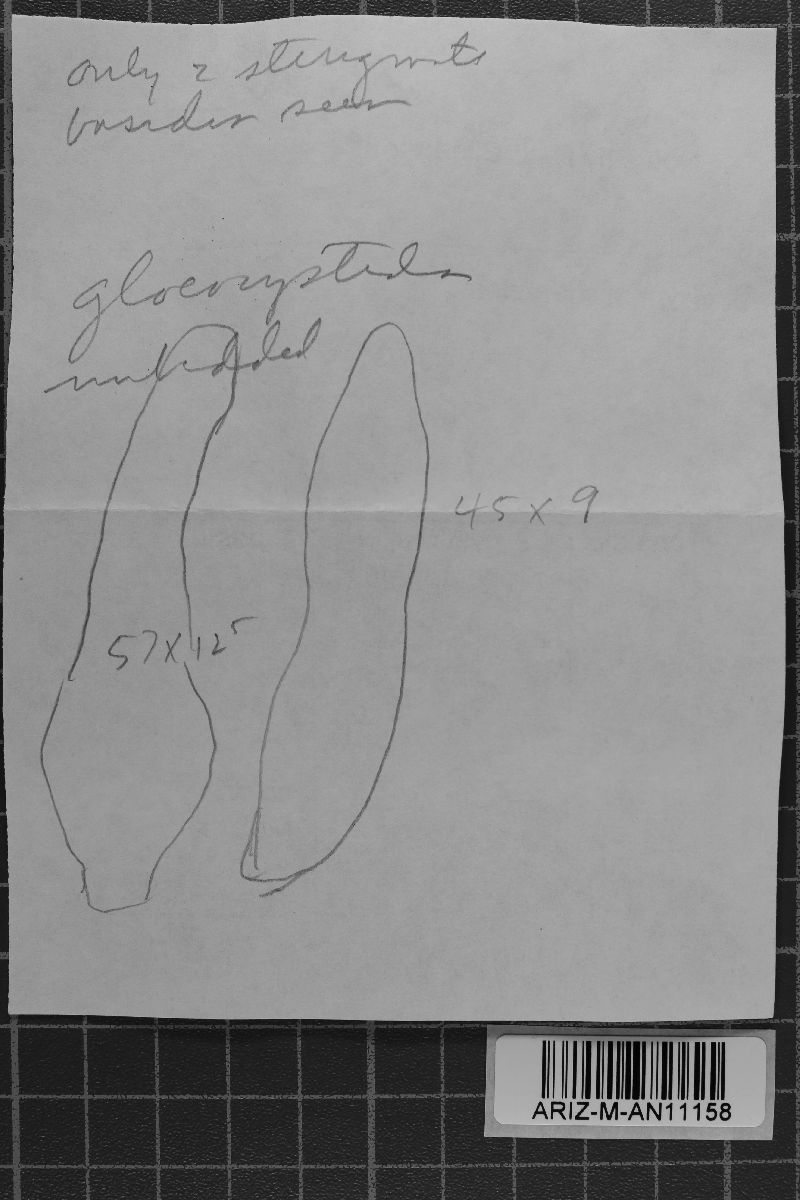 Heterochaete shearii image