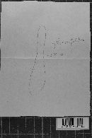 Heterochaete gelatinosa image