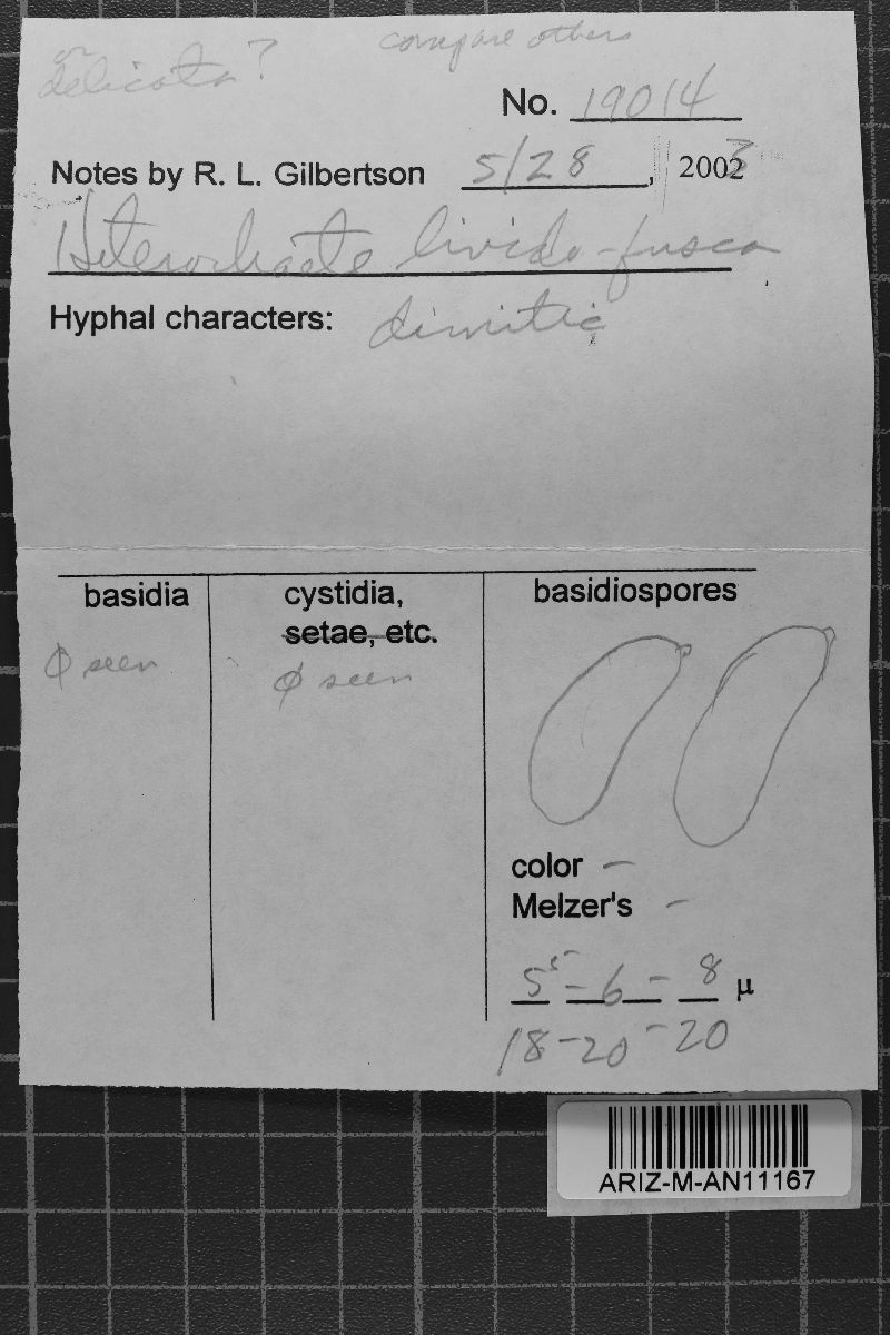 Heterochaete livida image