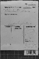 Heterochaete shearii image