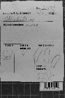 Heterochaete shearii image