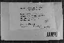 Heterochaete shearii image