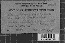 Aleurodiscus amorphus image