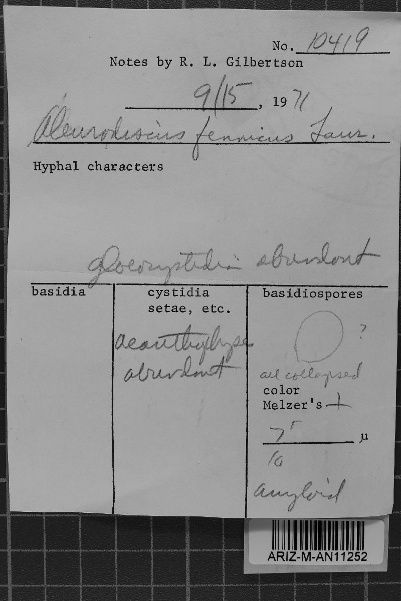 Acanthophysellum fennicum image