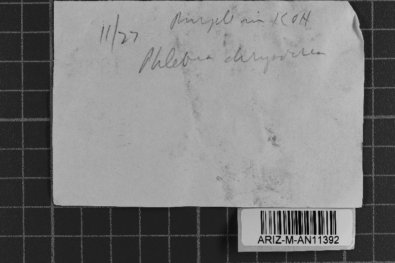 Crustodontia chrysocreas image