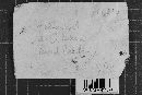 Crustodontia chrysocreas image
