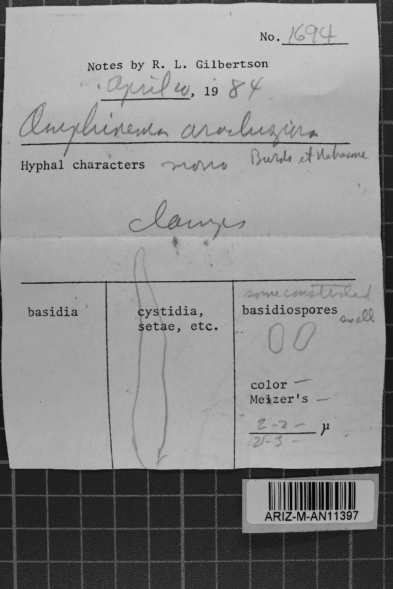 Amphinema arachispora image