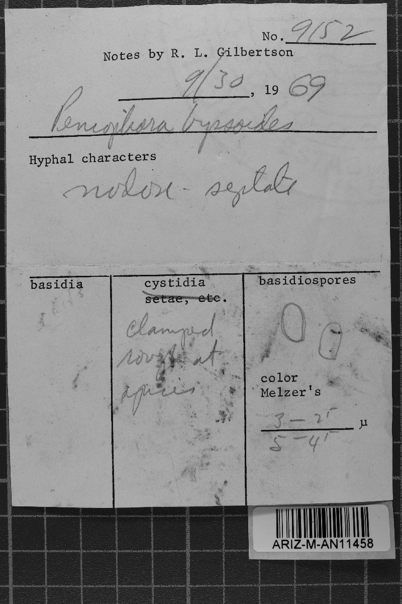 Amphinema byssoides image