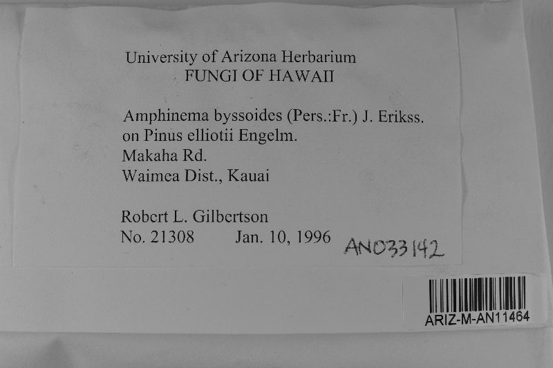 Amphinema image
