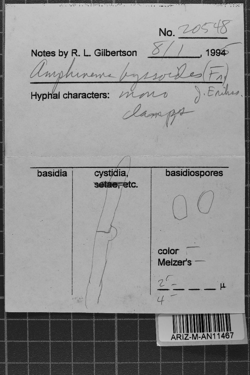 Amphinema byssoides image